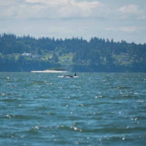 Media 'More whales just north of Everett - East side of Whidbey Island' in album 'Port Townsend to Sequim Run'