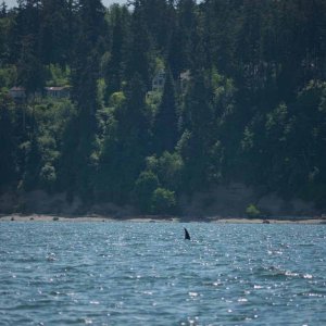 Media 'More whales just north of Everett - East side of Whidbey Island' in album 'Port Townsend to Sequim Run'