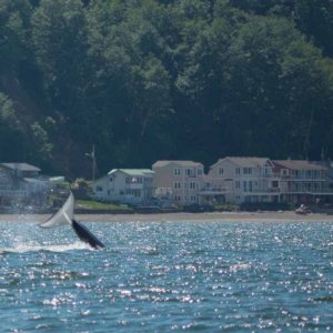 Media 'More whales just north of Everett - East side of Whidbey Island' in album 'Port Townsend to Sequim Run'