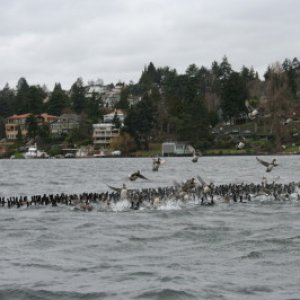 ducks on lake washington