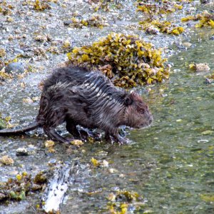 Salt water beaver !!!