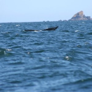 humpbk whale tail