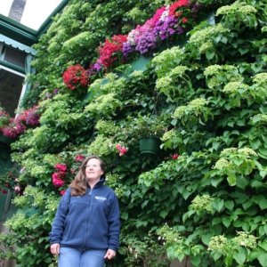 buchart hydrangias