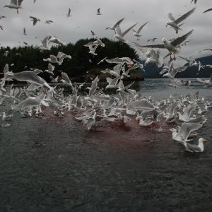 Sea Gulls Flocking to the Cannery Output