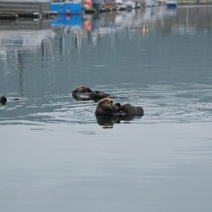 Harbor Sea Otters