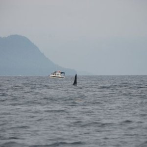 Shiroz and Orca Port Fidalgo