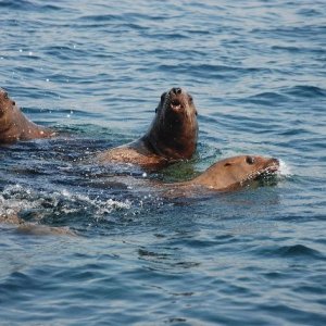 Sea Lions looking for handout