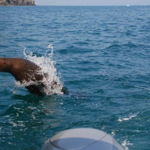Following Sea Lion