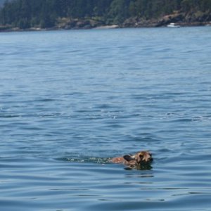 deer in Mid channel by Lawrence Point, swimming around our boat trying to get  in