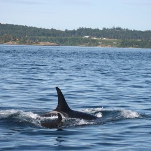 Mother and Baby orca between Alden Bank and cherry point refinery