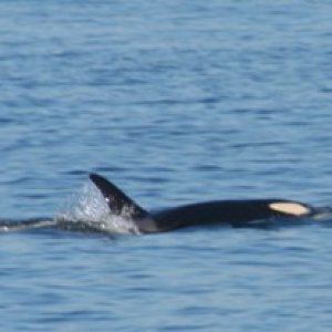 baby orca on mothers tummy