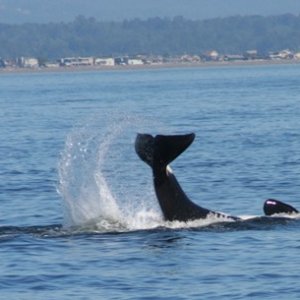 momy\'y second tail slap