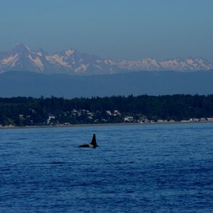 orca05