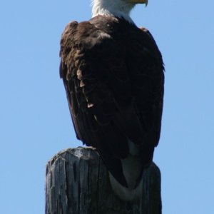 eagle 02