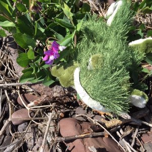 Lil'Brat's favorite flower