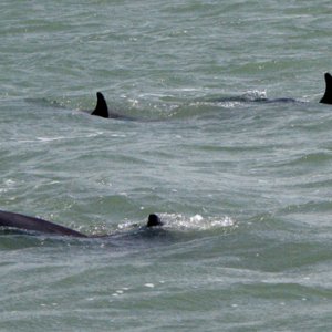 more dolphins