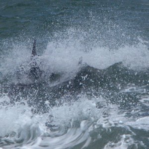 surfing in our wake