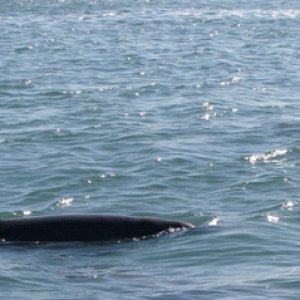 Dolphins swimming by the boat