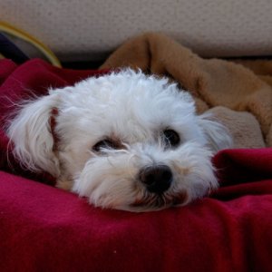 Chester-Laxing-