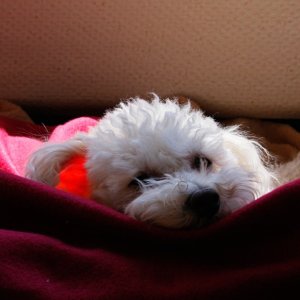 Chester on Cruise