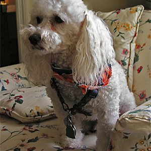 Chester