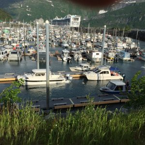 How many CDs can you find? (Whittier harbor AK, June 2017)