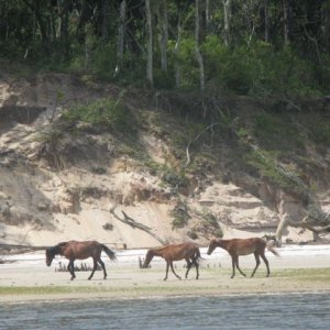 IMG 0415  More of the ponies on the beach at Cumberland Is.