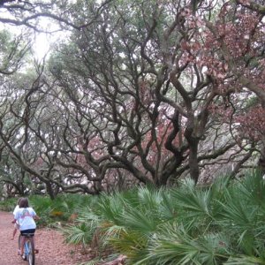 IMG 0375  Some of the oaks along the path to the ocean side of Cumberland Island.