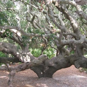 IMG 0397  Magnificent oak on Cumberland Island