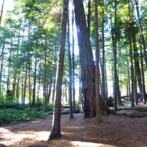 Media 'Forest typical of the San Juan Islands' in album 'After a Friday night aboard hoping to get an early start Saturday, but instead woke up to morning fog. Looks like Catman is heading out too!'