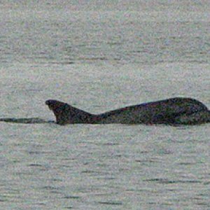 dolphin by the boat