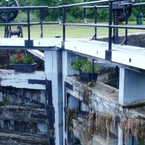 49.) Lower Beveridges lock plants