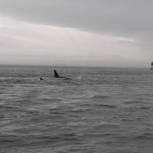 Orca 5