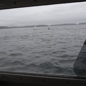Orca 6