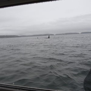 Orca 7