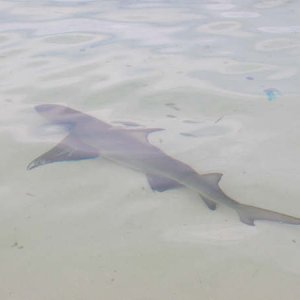 This guy never flinched as we strolled by.