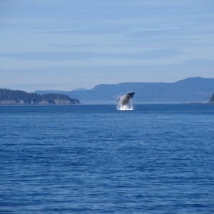 We saw a few of these but only got one captured