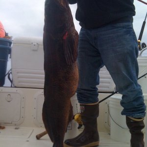 58" Ling Cod