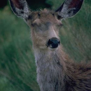 no-eye-deer