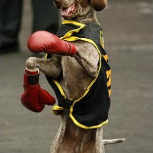 Boxer