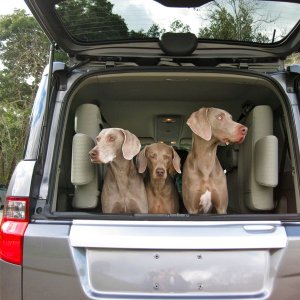 Muddy dogs welcome with 30 miles on odometer