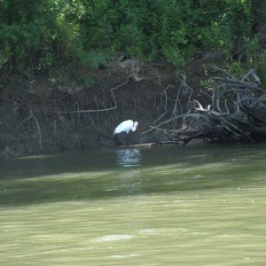 A white Heron looking for a bite to eat