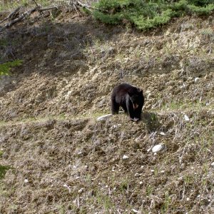 black bear cub rolling rocks