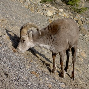 stone sheep
