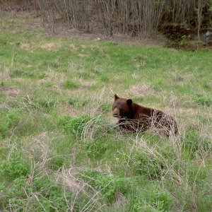 cinnamon black bear alaska hwy
