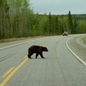 black bear crossing alaska hwy