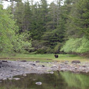 large bear in area we hit rock sister lake, chichagof island