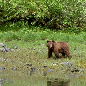 bear by anchorage red bluff bay