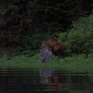 photos of this bear taken from mokai