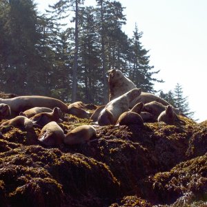 sealion rookery by brothers islands, fredrick sound